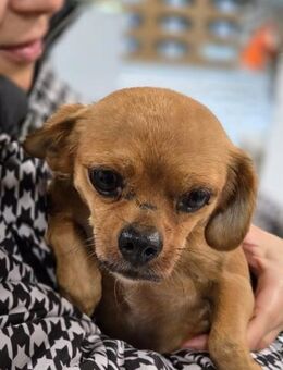 Lulu - kleine süße Hündin - Hausen (Würzburg)