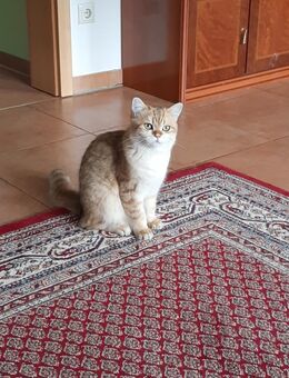 Britisch Kurzhaar Kater für 700.VB. - Verl