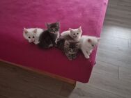 5 Reinrassige wunderschöne Maine Coon Kitten - Nordheim