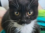 Katzen Babys suchen neues Zuhause - Kiel