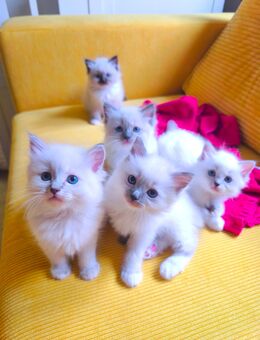 Ragdoll reinrassige Luxus Kätzchen mit Blaue Augen Neue Wurf abholbereit ab 27.11.2025 - Radolfzell (Bodensee)