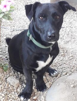 Mickey war ein Kettenhund - Lorsch (Karolingerstadt)