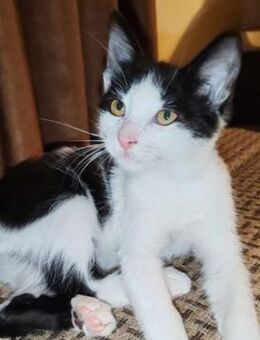 Zuckersüße Maunzi - Kallmünz