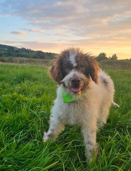 Lagotto Romagnolo mal Doodle 8 Monate jung, sucht neues Zuhause - Waldmünchen