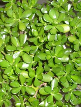Crassula / Geldbaum - Zimmerpflanze mit Topf - Saarbrücken Zentrum