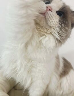 Radgoll Kater - Hamburg Bergedorf