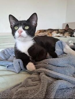 Happy Kuscheliger Kater sucht Zuhause - Unterföhring