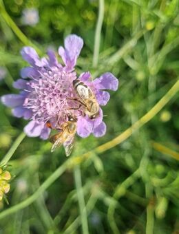 Glanzskabiose, Skabiose (Scabiosa lucida) - Horgenzell