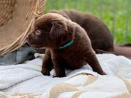 Labrador Retriever Welpen, Farbe schokobraun - Lobbach