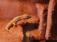 Leopardgecko Männchen - Bochum Gerthe