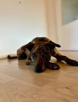 SAMY - sensible und bewegungsintensiv - Overath