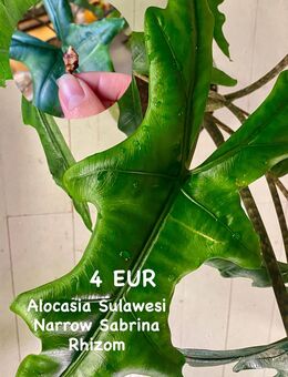 Alocasia Sulawesi Sabrina Narrow Rhizome - Berlin