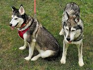 2 liebe Siberian Huskys - Colbitz