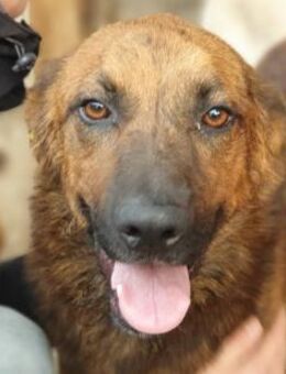 Aurelian-aufgeschlossener Rüde, 56cm - Rösrath