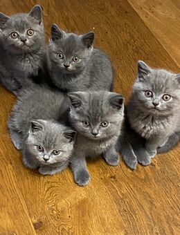BKH Kitten reinrassig Blue suchen ein liebevolles Zuhause - Neubrunn (Bayern)