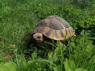 Griechische Landschildkröten THB weiblich Jahrgang 2016 - Rülzheim