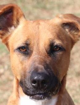 LOKI 2 sucht seine Menschen - Gefrees