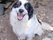 Piui ...ein toller Hund sucht - München
