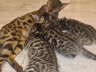 Bengalkatzenbabys - Hamburg