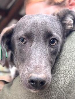 FJELLA ~ mit dem wundervollen Blick - Duisburg