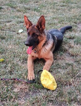 Deutscher Schäferhund Rüde - Dresden