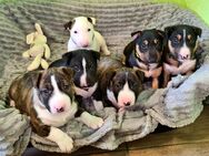 Miniature Bull Terrier Welpen mit Ahnentafel - Bad Schussenried