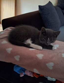 Baby katzen - Lübtheen Zentrum