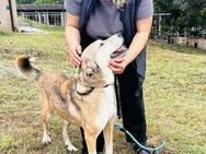 Groß na und!ANOUK ist sehr sozial 🐕♥️ - München