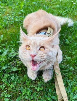 Deckkater Maine Coon - Orpheus, 1,5 Jahre, 11 kg - Dresden - 500 € - Dresden