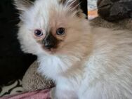 Ragdoll Kitten