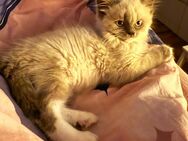 Heilige-Birma-Ragdoll Kitten Kater - Datteln