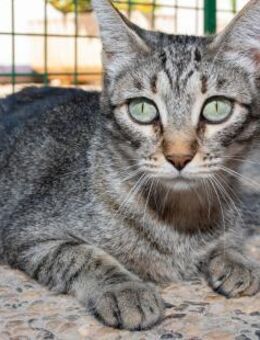 Lupe - schöne und zarte Katzenlady - Bad Camberg
