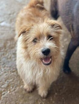 Lieber kleiner BENJI sucht lebes Zuhause - Neuberg