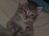 Main Coon Mix Baby - Steinbach (Wald)