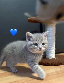 Britischen kurzhaar Baby kitten zum verkaufen - Siegen (Universitätsstadt)