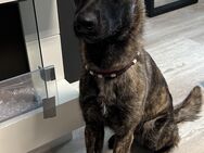 Belgischer Schäferhund (Malinois) - Berlin