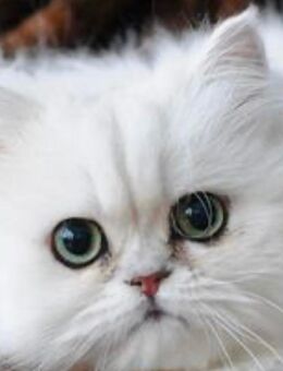 Perserkatzen - Kirchlengern