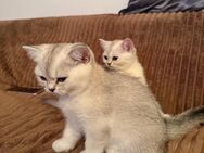 Zwei Britische Kurzhaar Kitten zum Verkauf !!!! - Ingolstadt