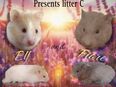 Goldhamster Babies C Wurf in 74072