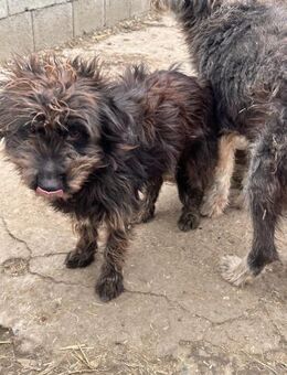 Nox, ein hübscher Wuschel sucht Liebe - Köln