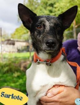 Sarlote VA, ist noch etwas unsicher - Rheine