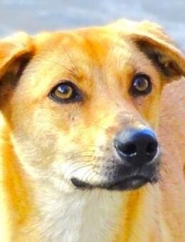 LIAs Leben hängt am seidenen Faden - Gefrees