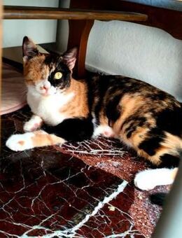 Mina aus dem Tierschutz - Grevenbroich