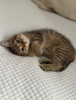 Kitten zum Verkauf (12 Wochen alt) - Bonn