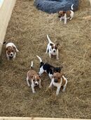 🐾 Jack Russell Terrier Welpen – Kurzbeinig & Reinrassig 🐾 in 74189