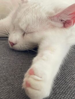 Zutrauliche, kastrierte Katze (1 Jahr) sucht liebevolles Zuhause mit Freigang - Rellingen