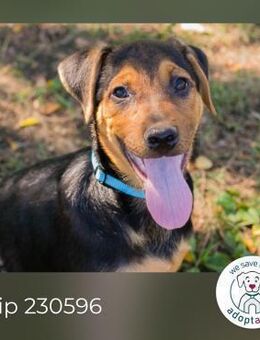 Chip 230596: Hundekind sucht ein Zuhause - Kirchzell