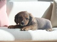 TEDDY,Peki -Mix, Tierschutz - Prien (Chiemsee)
