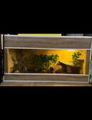 Kornnatter Pärchen sucht neues Zuhause in 08525