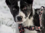 FIFI aufgewecktes Colliemixmädchen - Gelnhausen